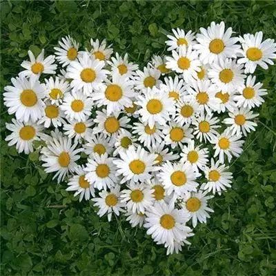 365在线下载手机版